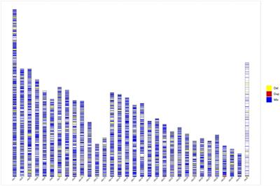 Genome-wide copy number variation detection in a large cohort of diverse horse breeds by whole-genome sequencing